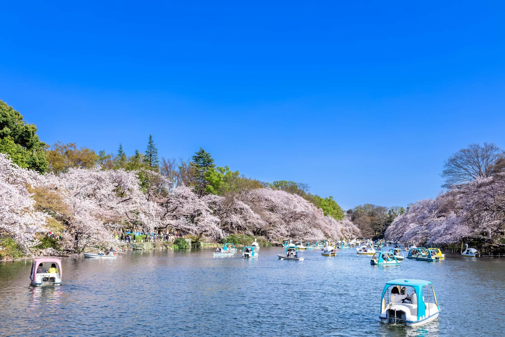 井の頭恩賜公園のボート場